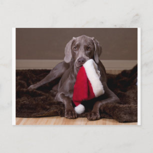 Teyla der Weimaraner und die Weihnachtsmannmütze Feiertagspostkarte