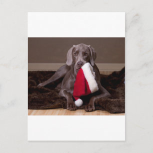 Teyla the Weimaraner and Santa Hat Feiertagspostkarte