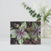 Thai Basil Postkarte (Stehend Vorderseite)
