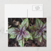 Thai Basil Postkarte (Vorne/Hinten)