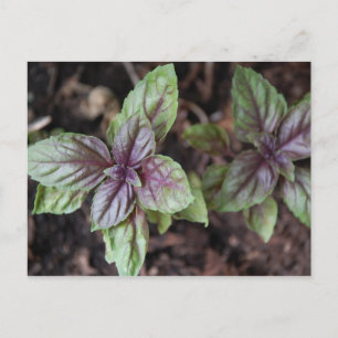 Thai Basil Postkarte