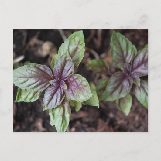 Thai Basil Postkarte (Vorderseite)
