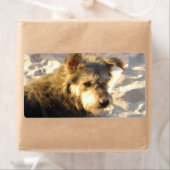 Thai Beach Dog (Insitu)