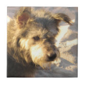 Thai Beach Dog Fliese (Vorderseite)