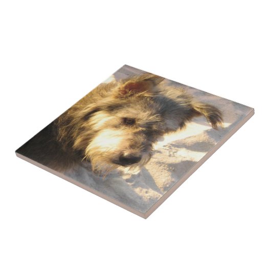 Thai Beach Dog Fliese (Seite)