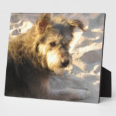 Thai Beach Dog Fotoplatte (Seite)