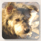 Thai Beach Dog Getränkeuntersetzer (Vorderseite)