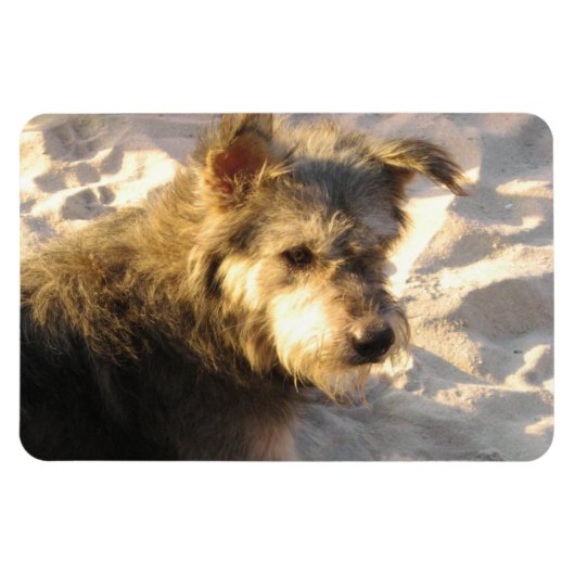 Thai Beach Dog Magnet (Horizontal)