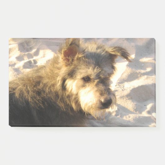 Thai Beach Dog Post-it Klebezettel (Vorderseite)