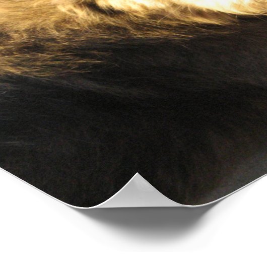 Thai Beach Dog Poster (Ecke)