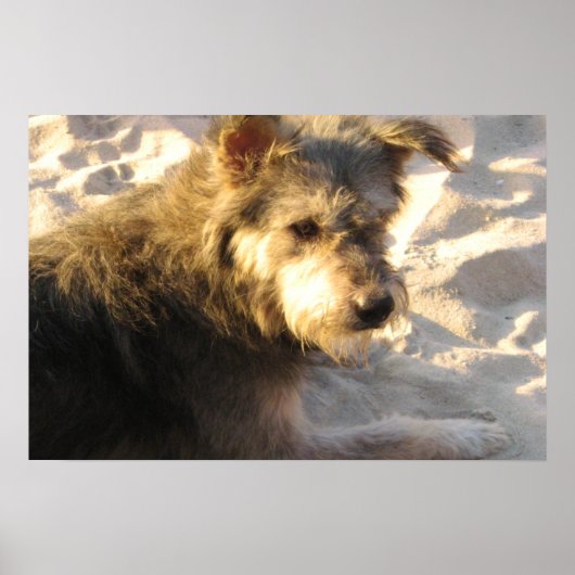Thai Beach Dog Poster (Vorne)