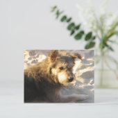 Thai Beach Dog Postkarte (Stehend Vorderseite)