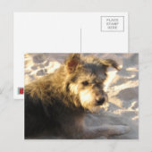 Thai Beach Dog Postkarte (Vorne/Hinten)