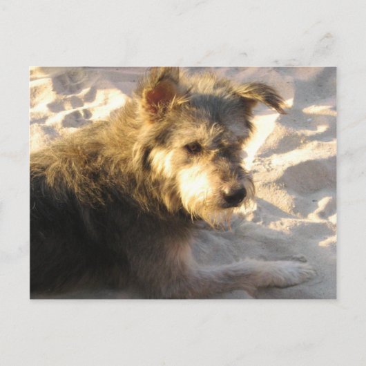 Thai Beach Dog Postkarte (Vorderseite)