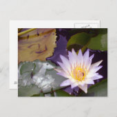 Thai Lotus, Bienen und Fische Postkarte (Vorne/Hinten)