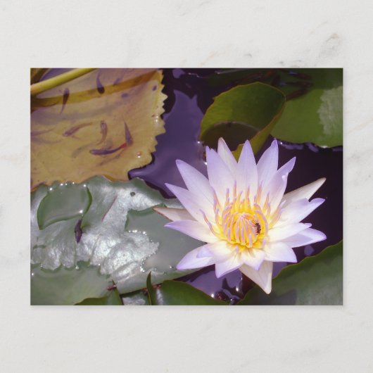 Thai Lotus, Bienen und Fische Postkarte (Vorderseite)