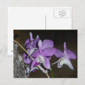 Thai Orchid Postkarte (Vorne/Hinten)