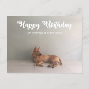 Thai Ridgeback Dog Happy Birthday Postcard Postkarte