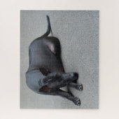 Thai Ridgeback Hunde Jigsaws. Puzzle (Vertikal)