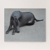 Thai Ridgeback Hunde Jigsaws. Puzzle (Horizontal)