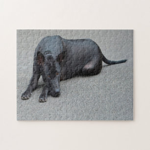 Thai Ridgeback Hunde Puzzle. Puzzle