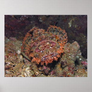 Thai Scorpionfish Portrait Poster