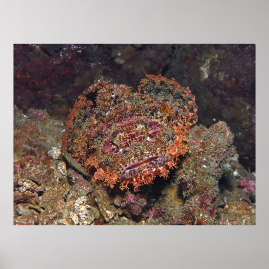 Thai Scorpionfish Portrait Poster (Vorne)