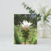 Thai Tulips, Blume aus Thailand Postkarte (Stehend Vorderseite)