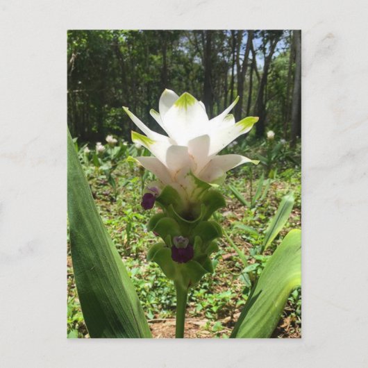 Thai Tulips, Blume aus Thailand Postkarte (Vorderseite)