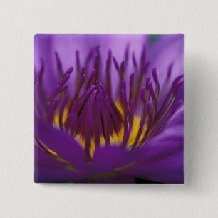 Thailand, Bangkok, Lila und gelbe Lotusblume 2 Button