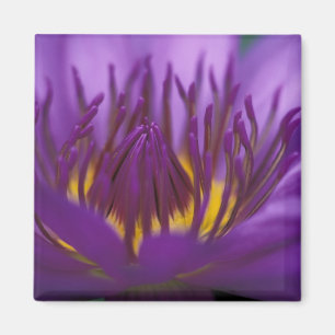 Thailand, Bangkok, Lila und gelbe Lotusblume 2 Magnet