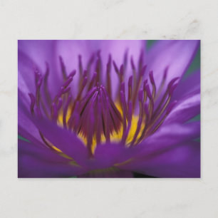 Thailand, Bangkok, Lila und gelbe Lotusblume 2 Postkarte