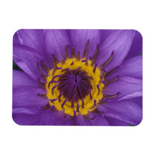 Thailand, Bangkok, Lila und gelbe Lotusblume Magnet