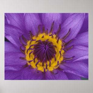 Thailand, Bangkok, Lila und gelbe Lotusblume Poster