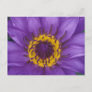 Thailand, Bangkok, Lila und gelbe Lotusblume Postkarte