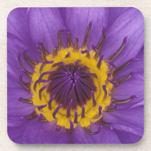 Thailand, Bangkok, Lila und gelbe Lotusblume Untersetzer