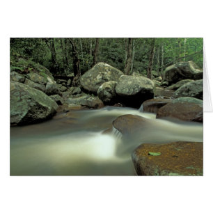Thailand, Kohsamui-Insel, Regenwaldlandschaft.