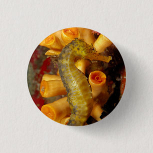 Thailand, Nahaufnahme Seepferdchen Button