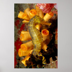 Thailand, Nahaufnahme Seepferdchen Poster