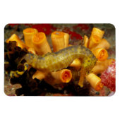 Thailand, Nahes Seepferd Magnet (Horizontal)
