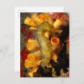 Thailand, Nahes Seepferd Postkarte (Vorne/Hinten)