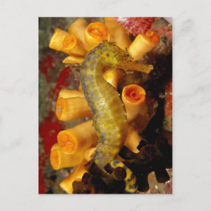 Thailand, Nahes Seepferd Postkarte