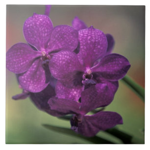 Thailand, Nordthailand, in der Nähe von Chang Mai Fliese