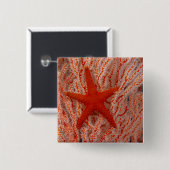 Thailand, Sea Star Aka Starfish Button (Vorne & Hinten)