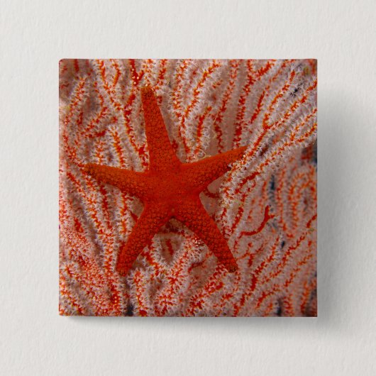 Thailand, Sea Star Aka Starfish Button (Vorderseite)