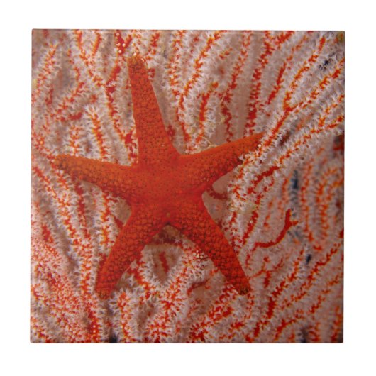 Thailand, Sea Star Aka Starfish Fliese (Vorderseite)