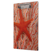 Thailand, Sea Star Aka Starfish Klemmbrett (Links)