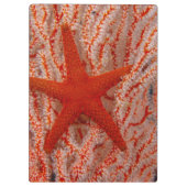 Thailand, Sea Star Aka Starfish Klemmbrett (Rückseite)