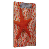Thailand, Sea Star Aka Starfish Klemmbrett (Rechts)