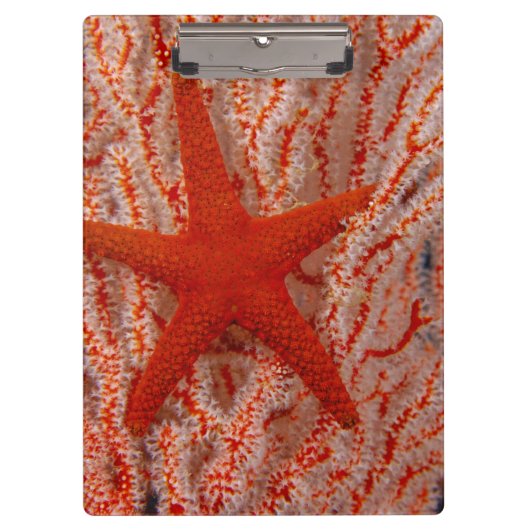 Thailand, Sea Star Aka Starfish Klemmbrett (Vorderseite)